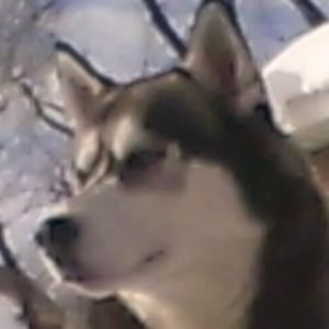 Meet your Posher, Steven